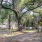 a park with benches and trees